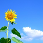 zomer